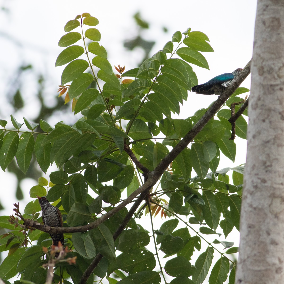 Asian Emerald Cuckoo - ML611652556