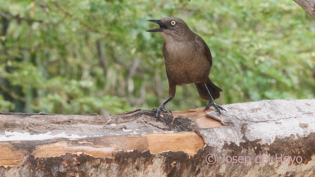 Carib Grackle - ML611652585