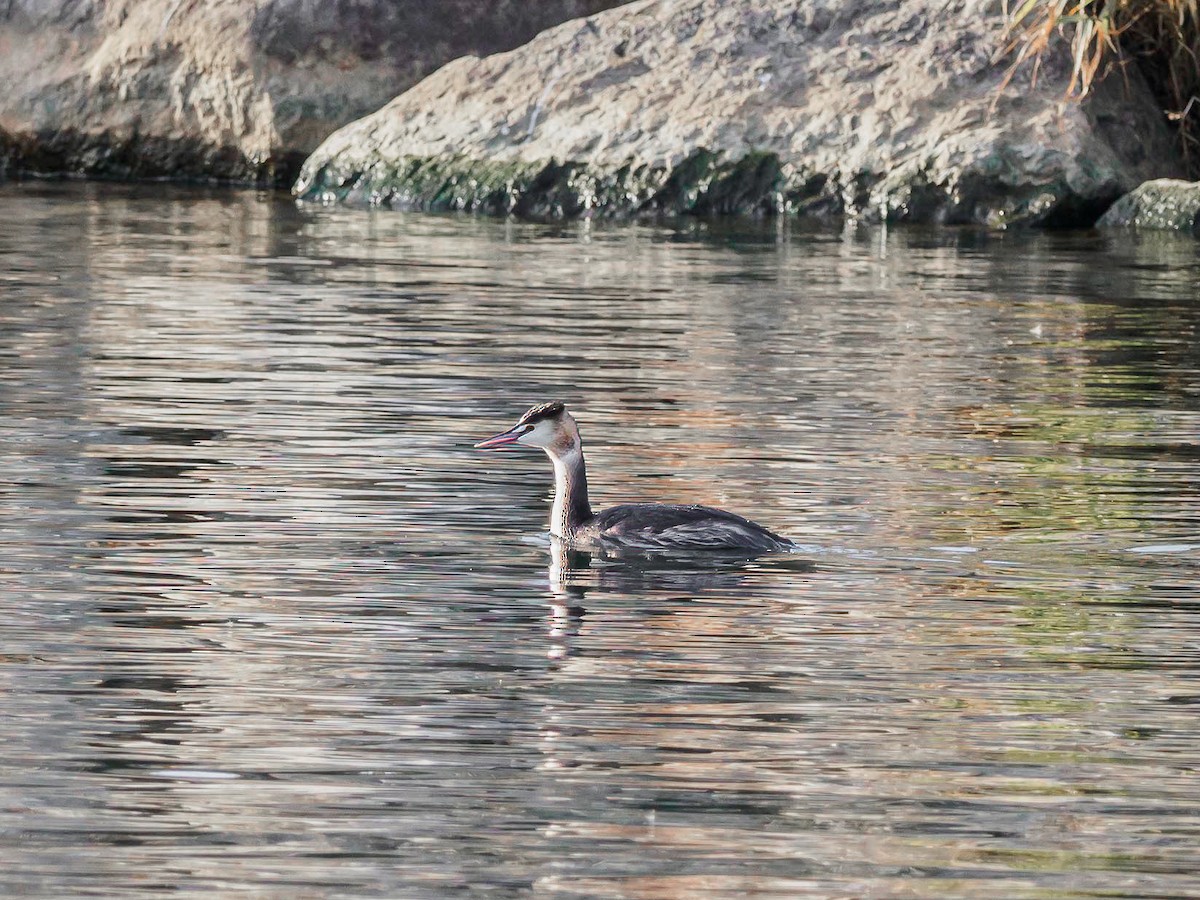 Great Crested Grebe - ML611652633