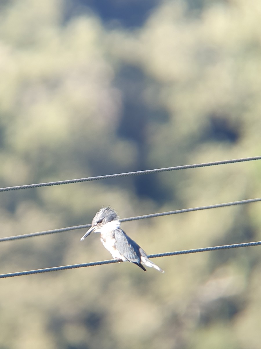 Belted Kingfisher - ML611652634