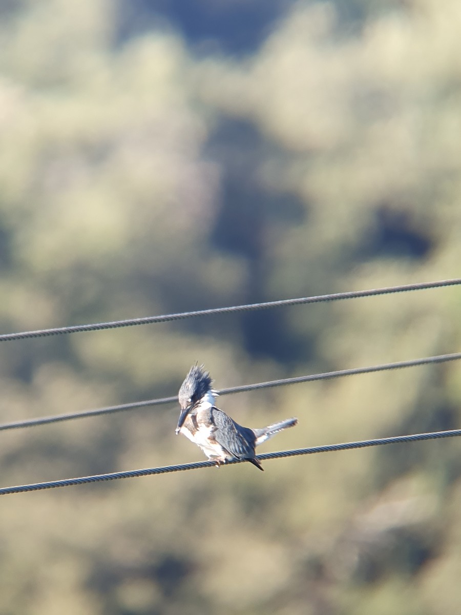 Belted Kingfisher - ML611652635