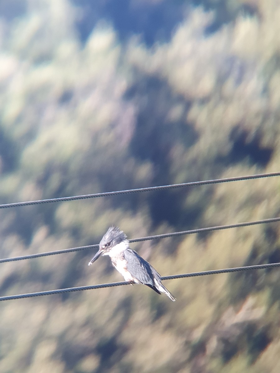 Belted Kingfisher - ML611652636