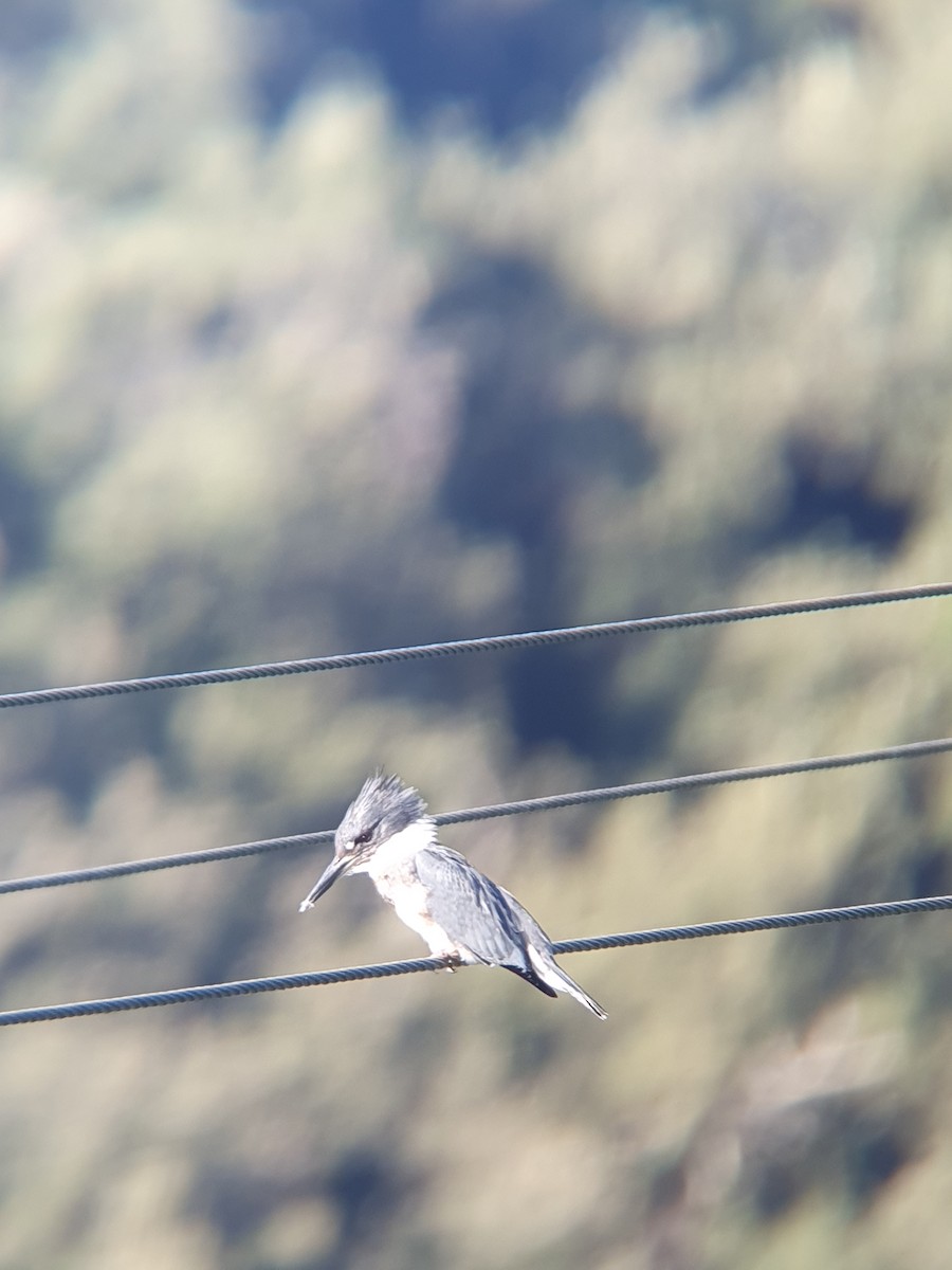 Belted Kingfisher - ML611652637