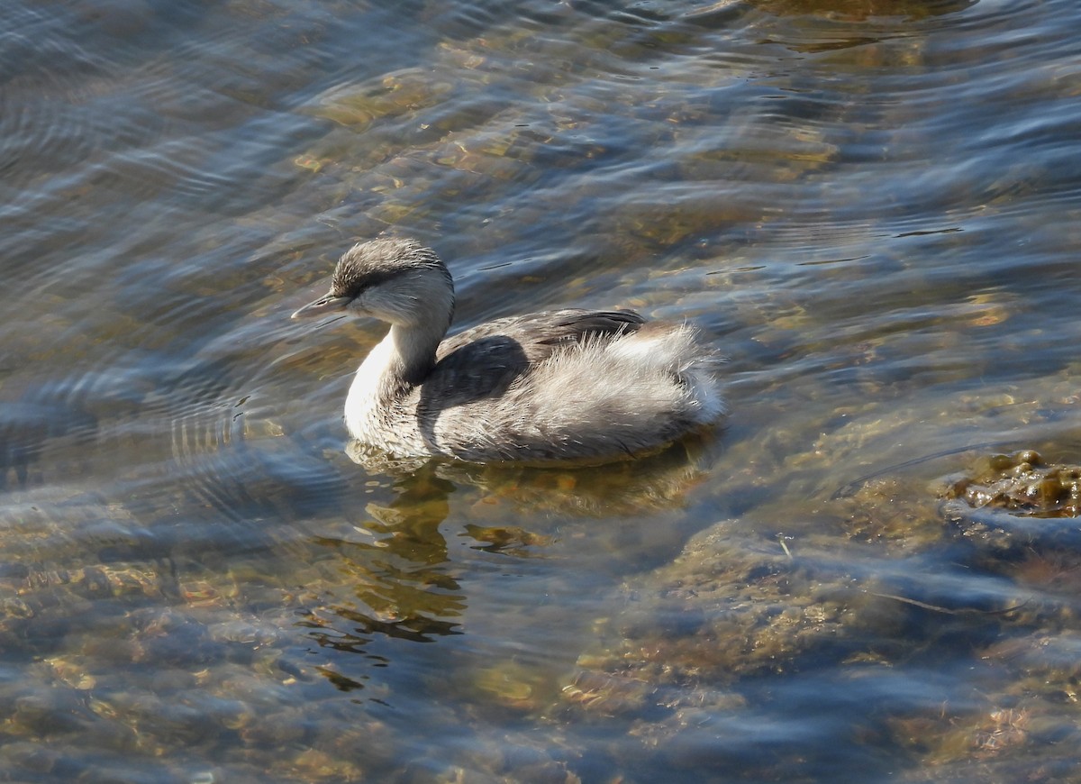 Hoary-headed Grebe - ML611652667