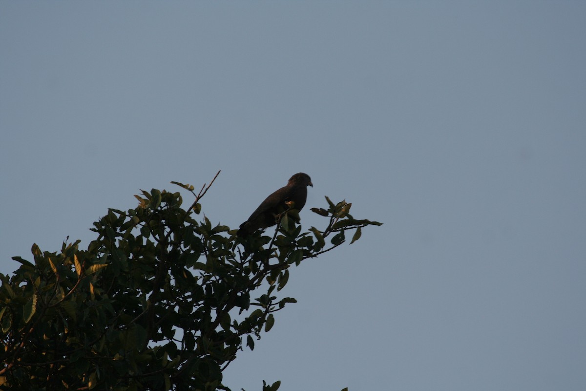 Banded Snake-Eagle - ML611652675