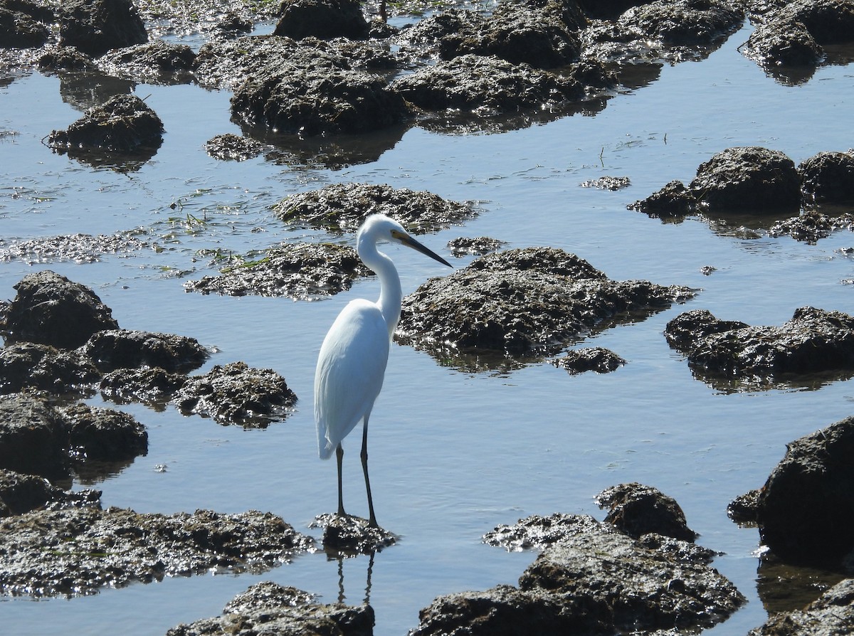 Little Egret - ML611652694