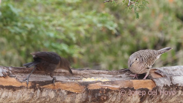 Carib Grackle - ML611652701