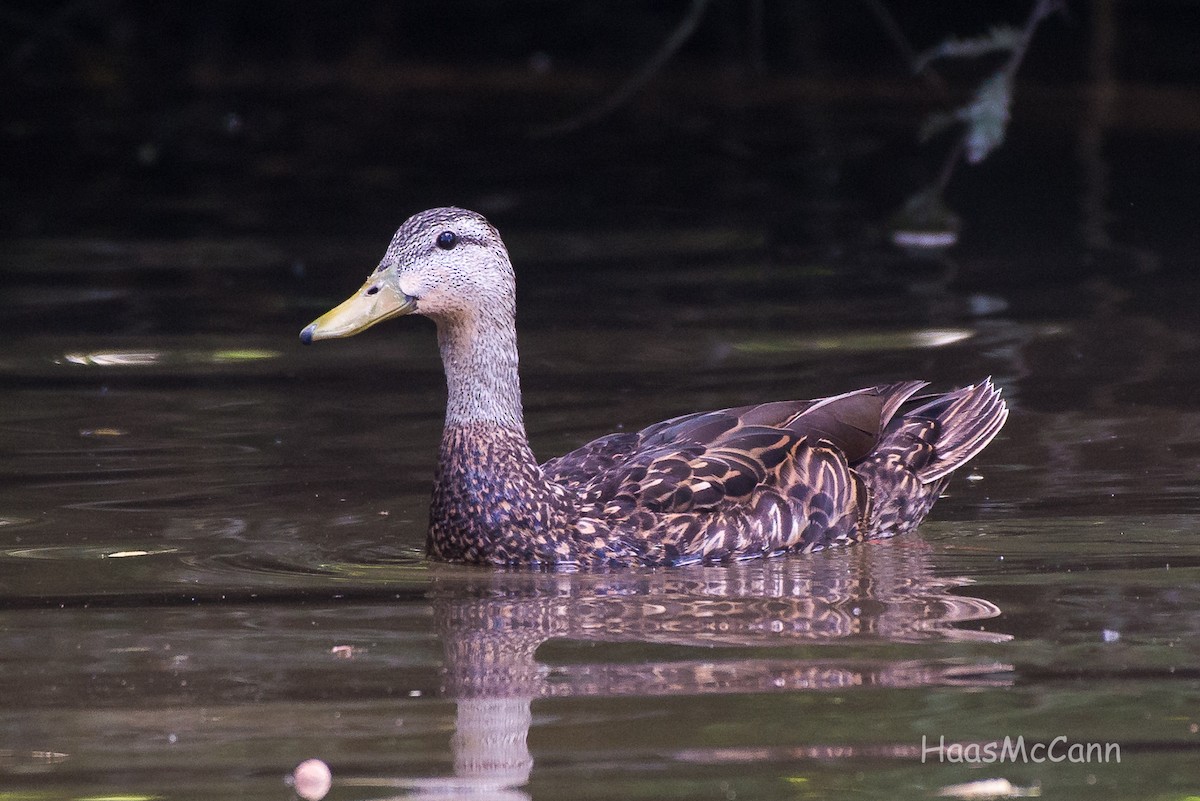 Mottled Duck - Suzie McCann