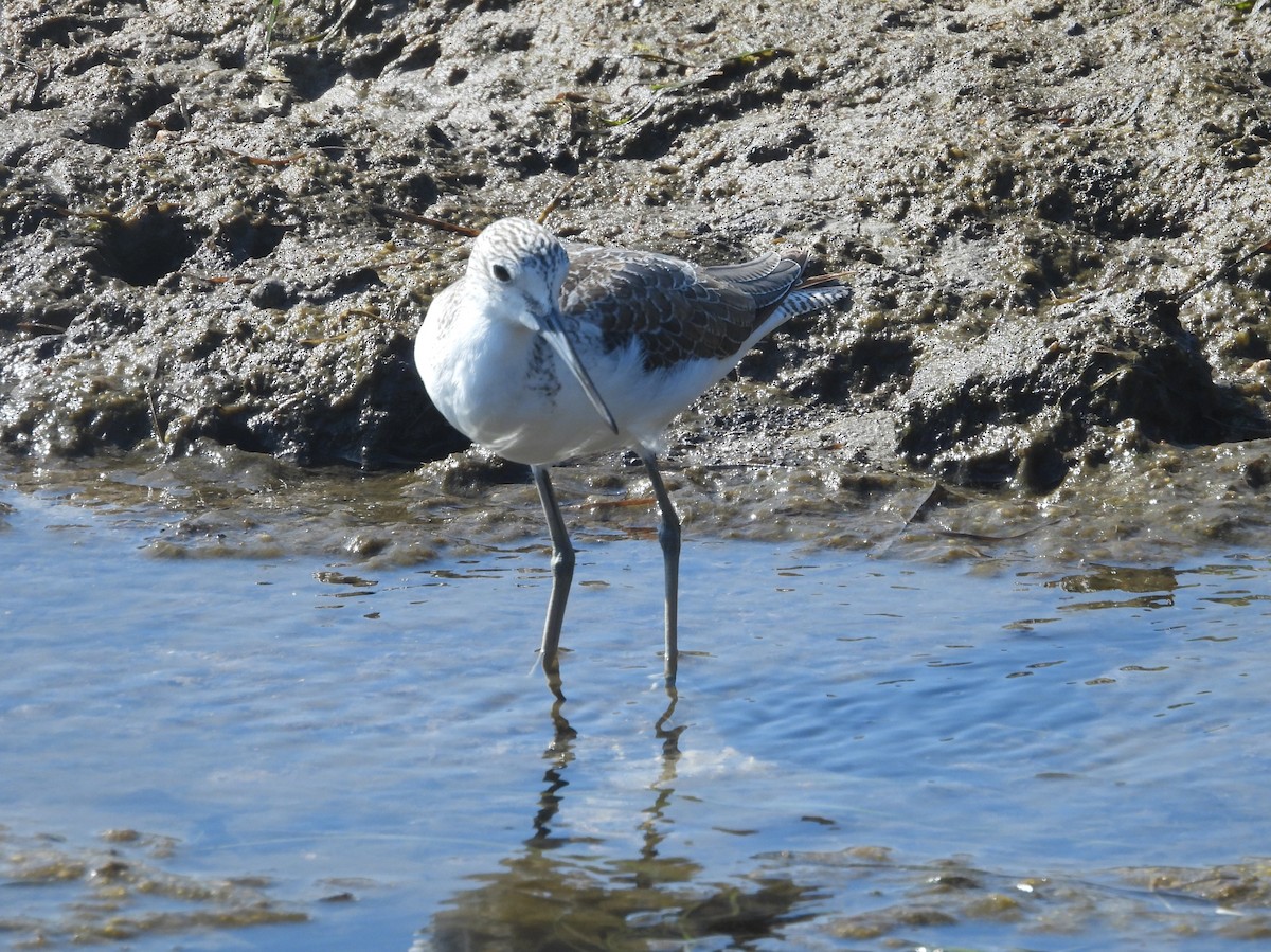 Common Greenshank - ML611652724