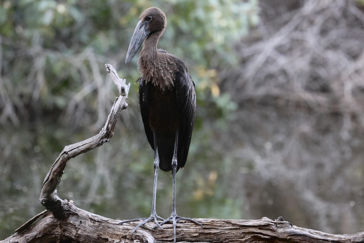 African Openbill - ML611652733