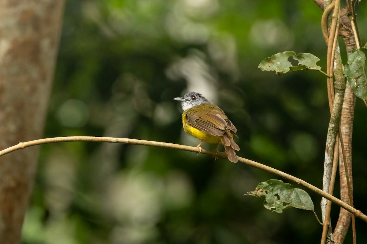 Yellow-bellied Bulbul - ML611652789