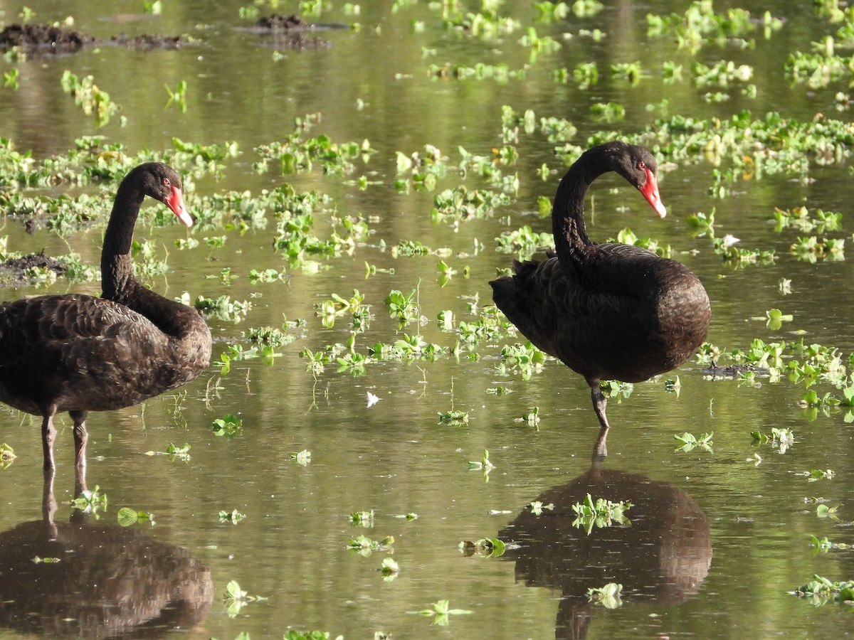 Black Swan - Cherri and Peter Gordon