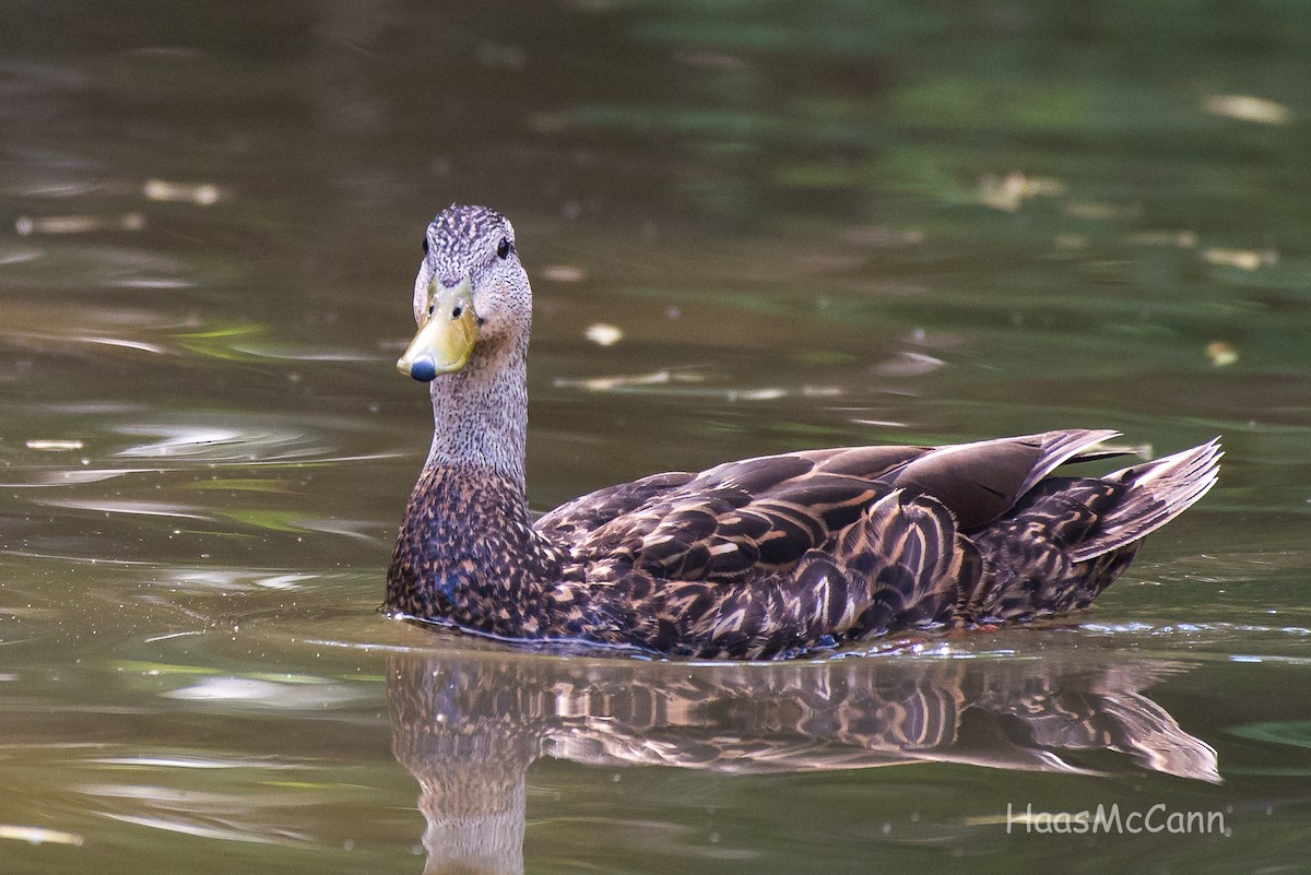 Mottled Duck - ML61165291