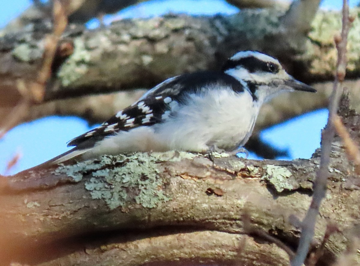 Hairy Woodpecker - ML611652940