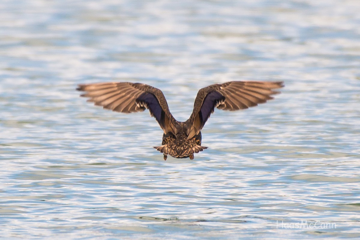 Mottled Duck - ML61165301