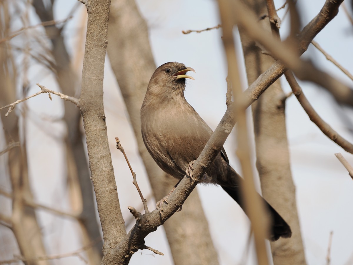 Pere David's Laughingthrush - Yawei Zhang