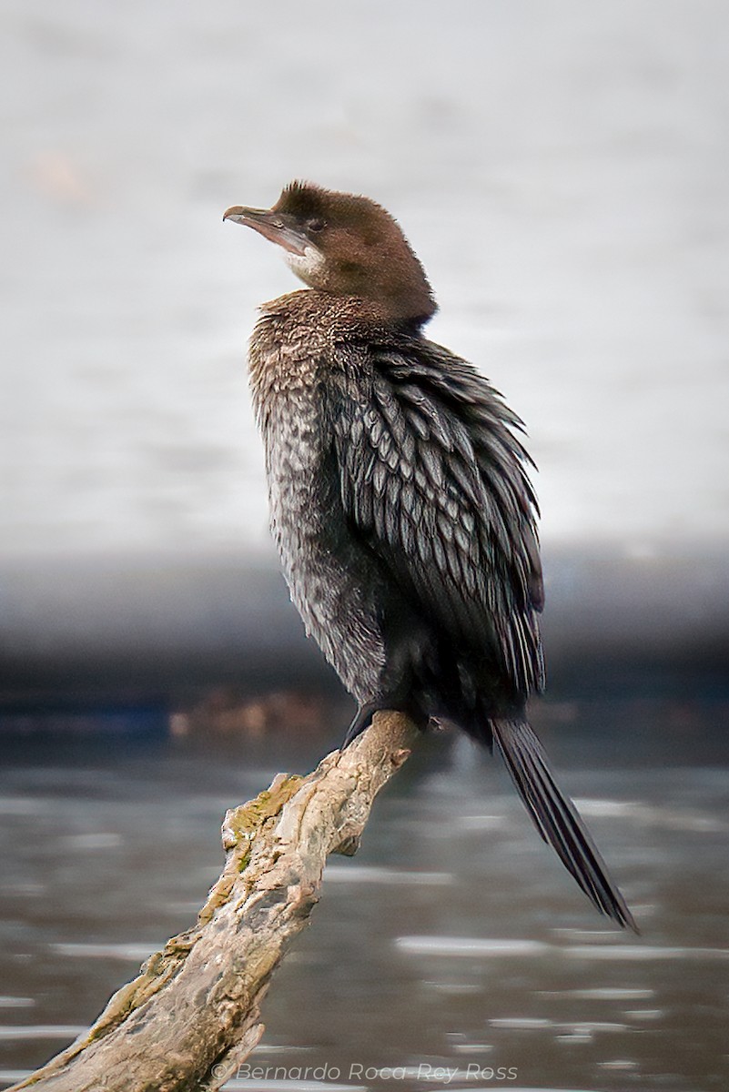 kormorán malý - ML611653107