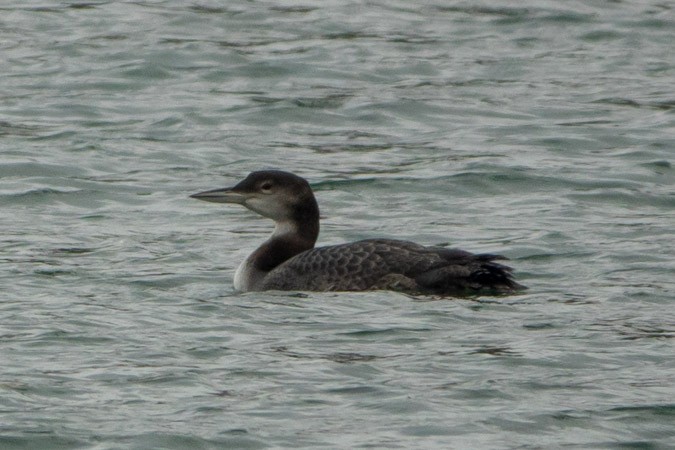 Common Loon - ML611653127