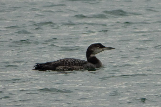 Common Loon - ML611653128