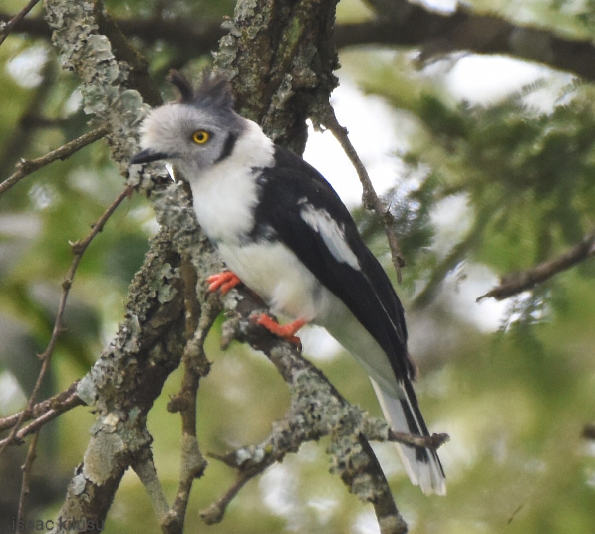 Gray-crested Helmetshrike - ML611653170