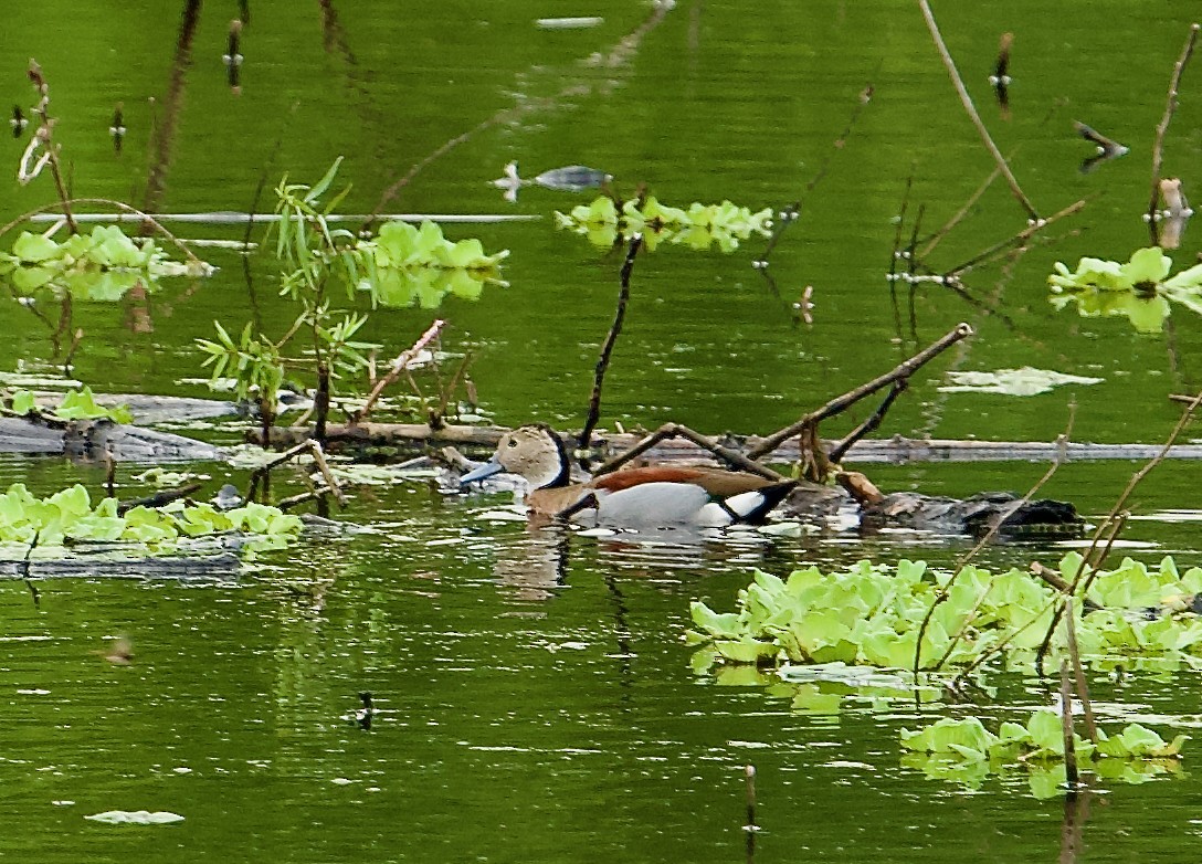 Ringed Teal - ML611653178