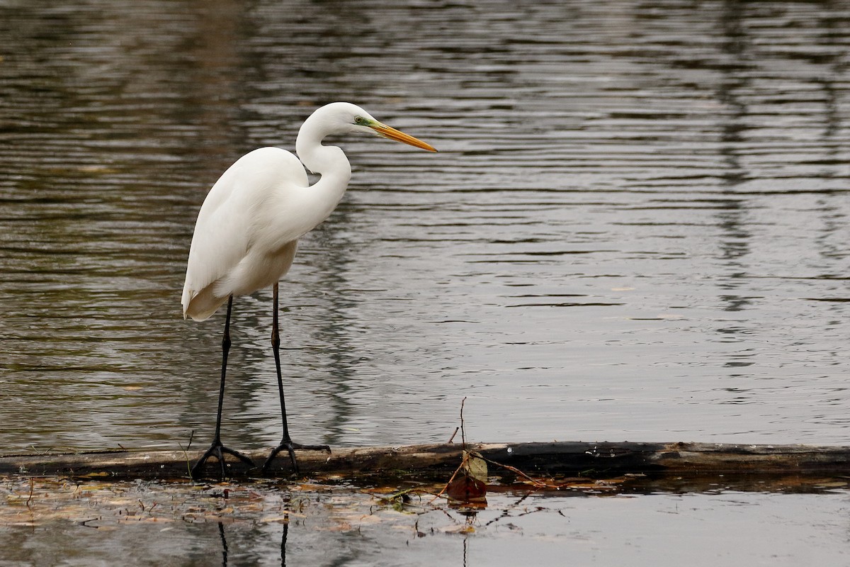 Great Egret - ML611653222