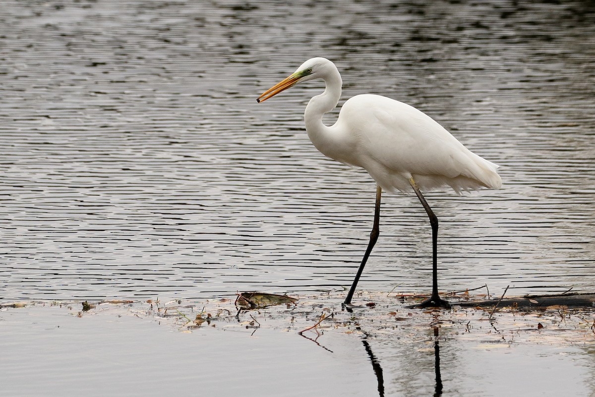 Great Egret - ML611653223