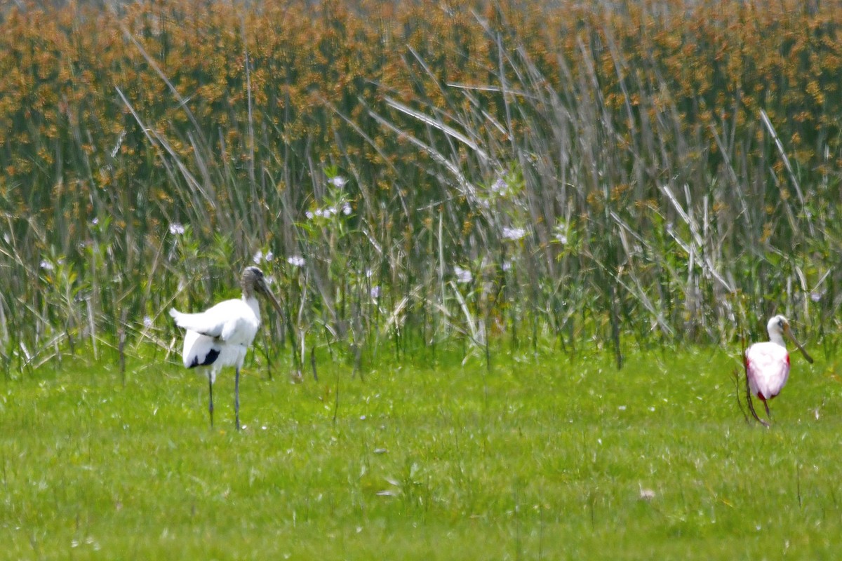 Wood Stork - ML611653264