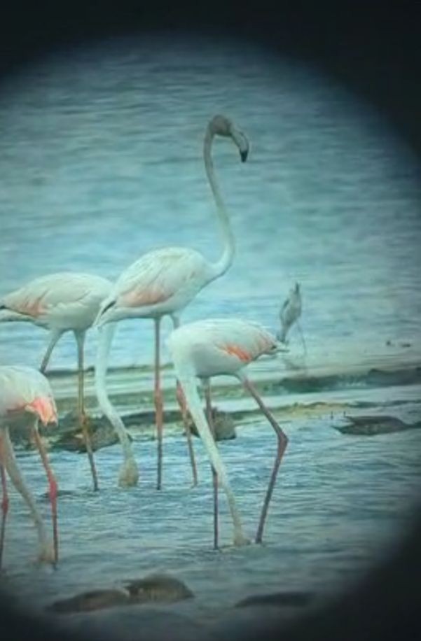 Greater Flamingo - Daniel Landman