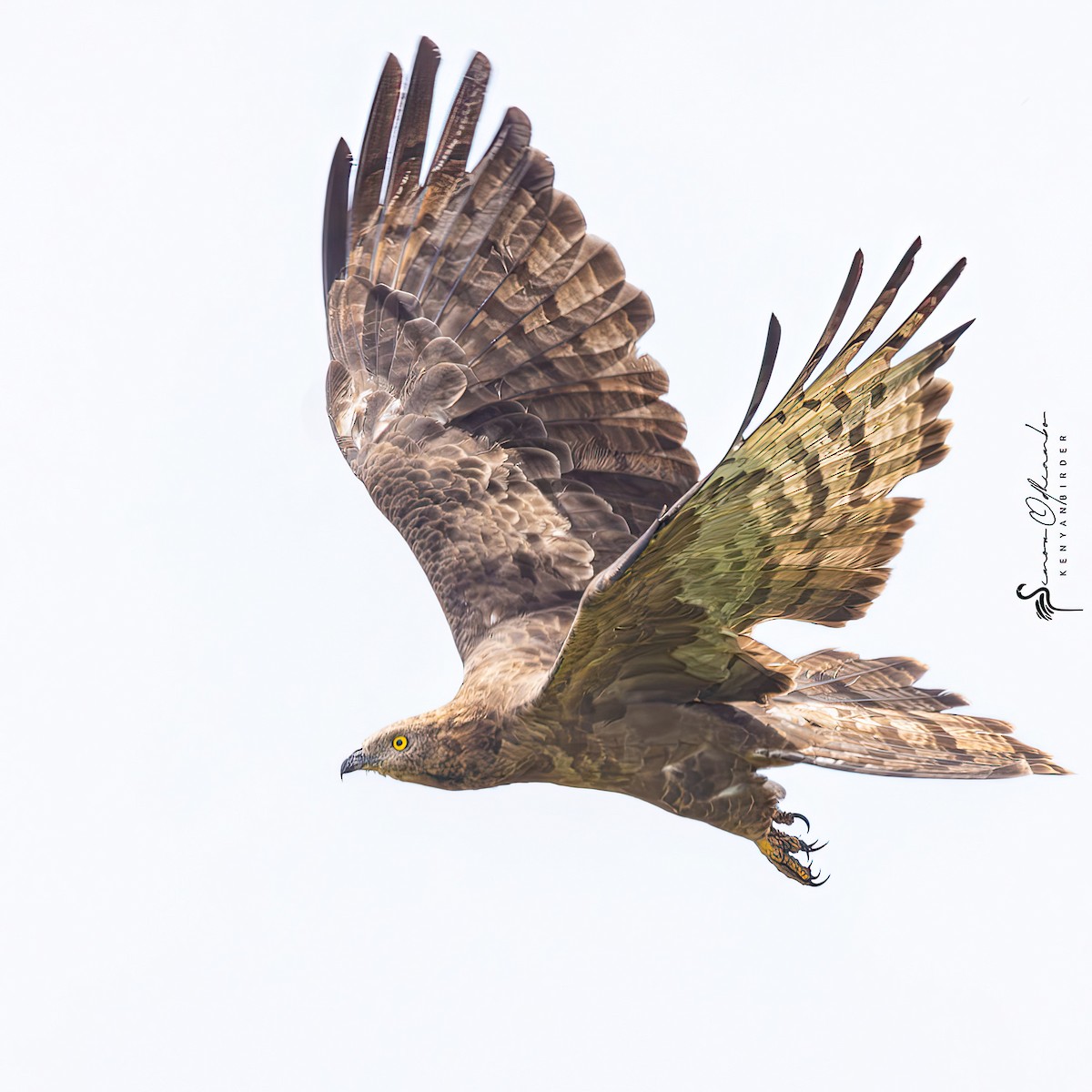 European Honey-buzzard - ML611653361