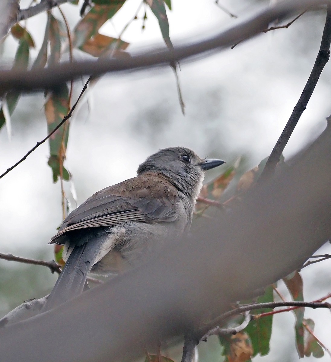 Gray Shrikethrush - ML611653385