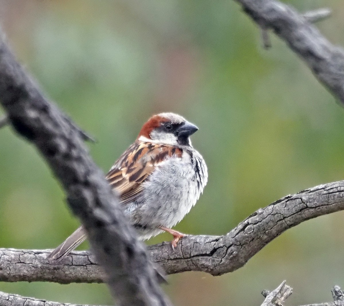 House Sparrow - ML611653398