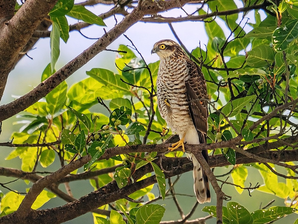 Eurasian Sparrowhawk - VIJAY WAYAL.
