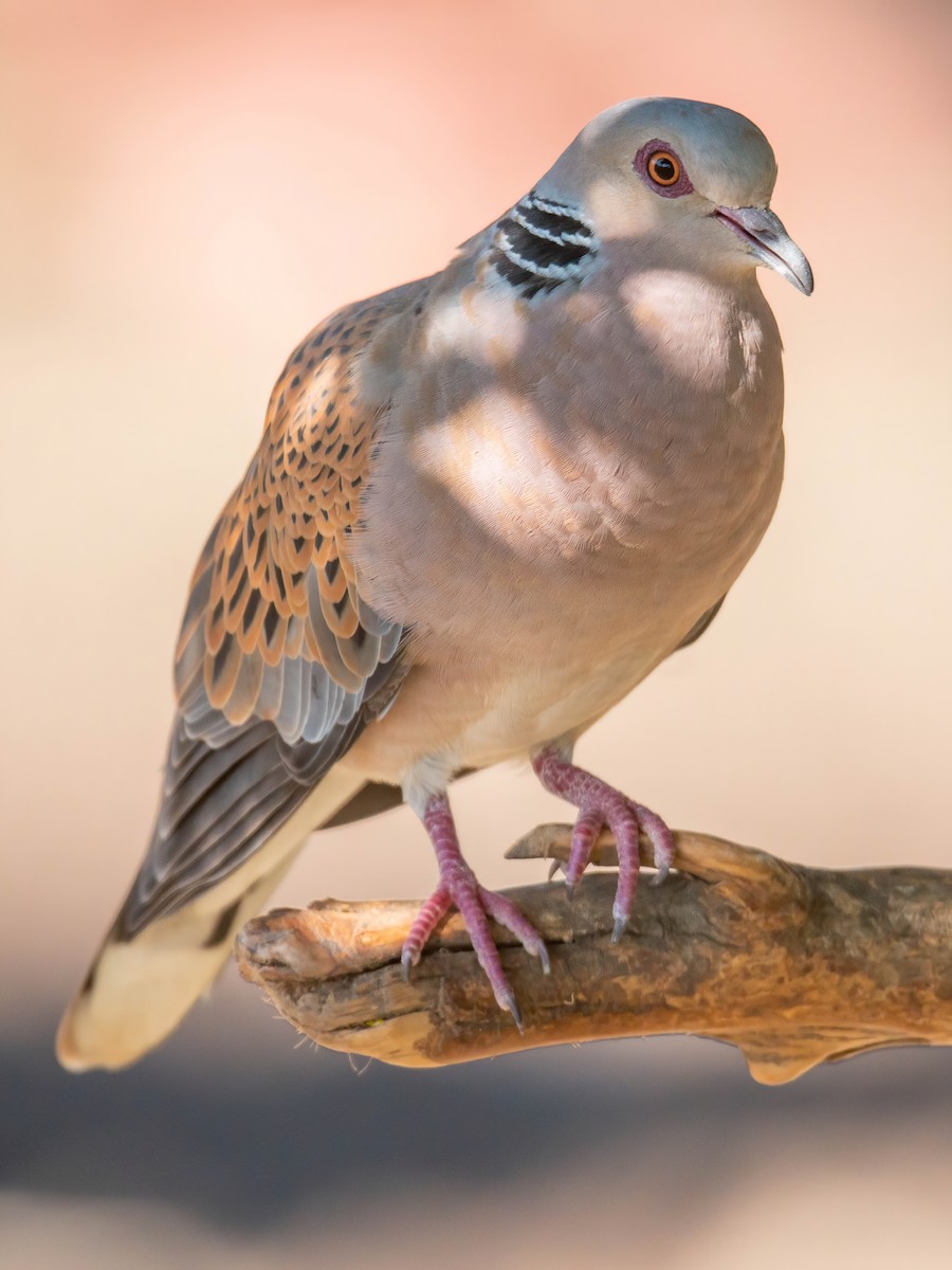 European Turtle-Dove - Andrés  Rojas Sánchez