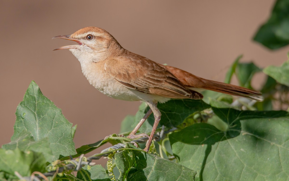 Rufous-tailed Scrub-Robin - ML611653417