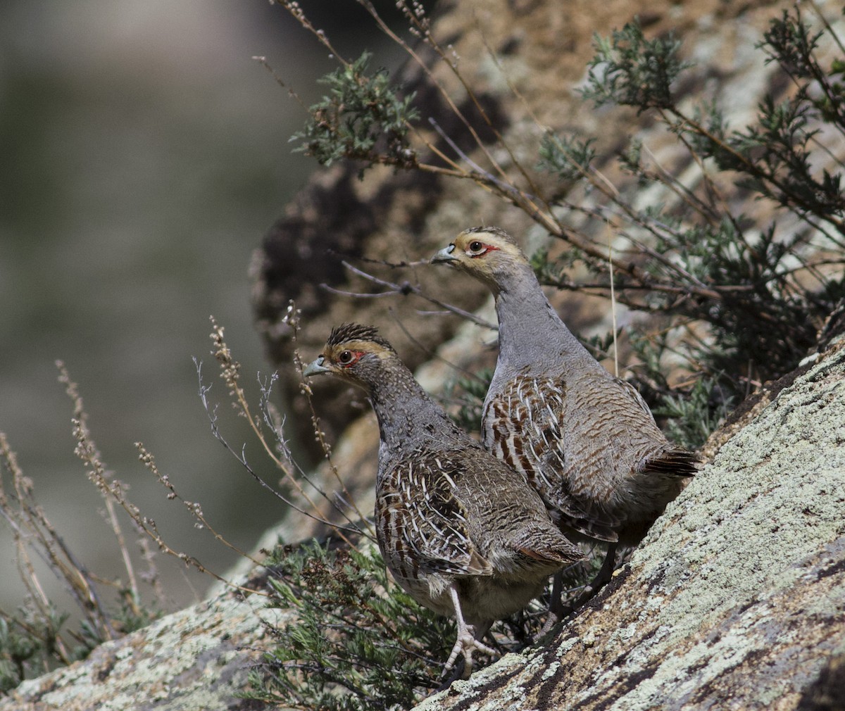 Daurian Partridge - ML611653481