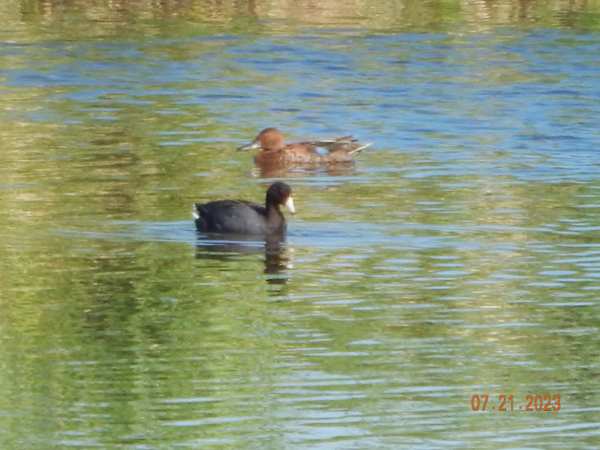 Cinnamon Teal - ML611653542