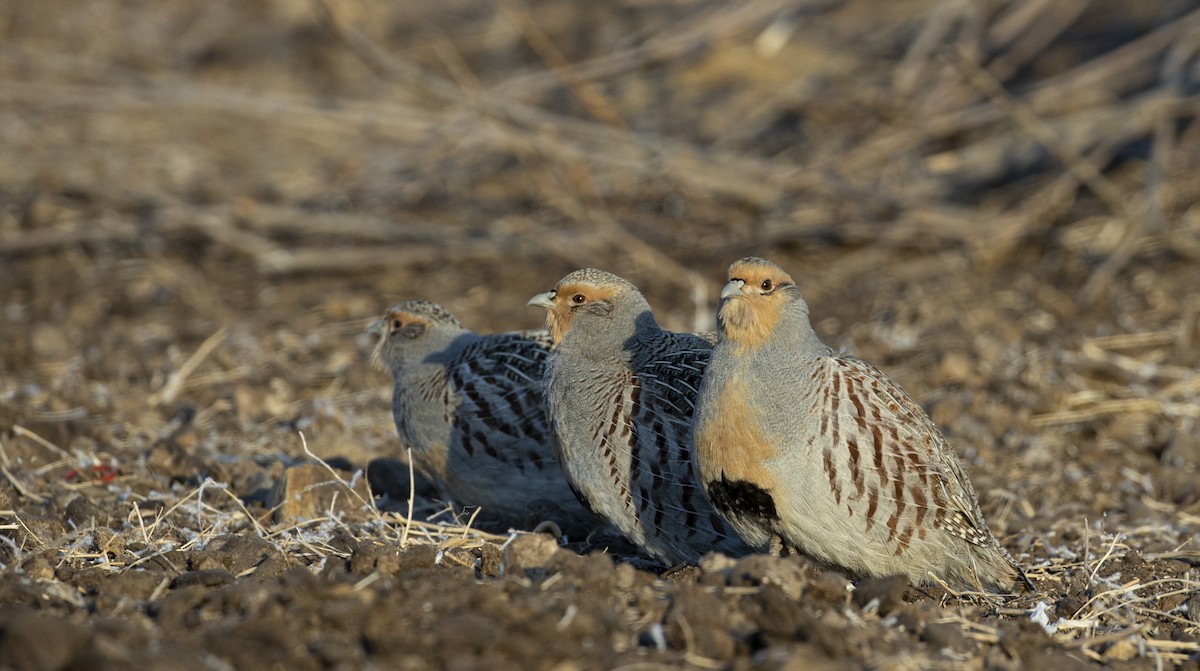 Daurian Partridge - ML611653551