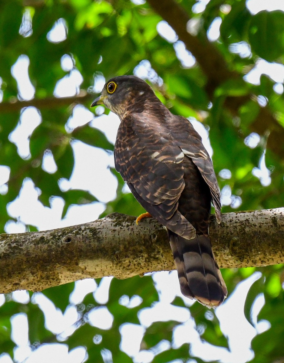 Hodgson's Hawk-Cuckoo - ML611653764