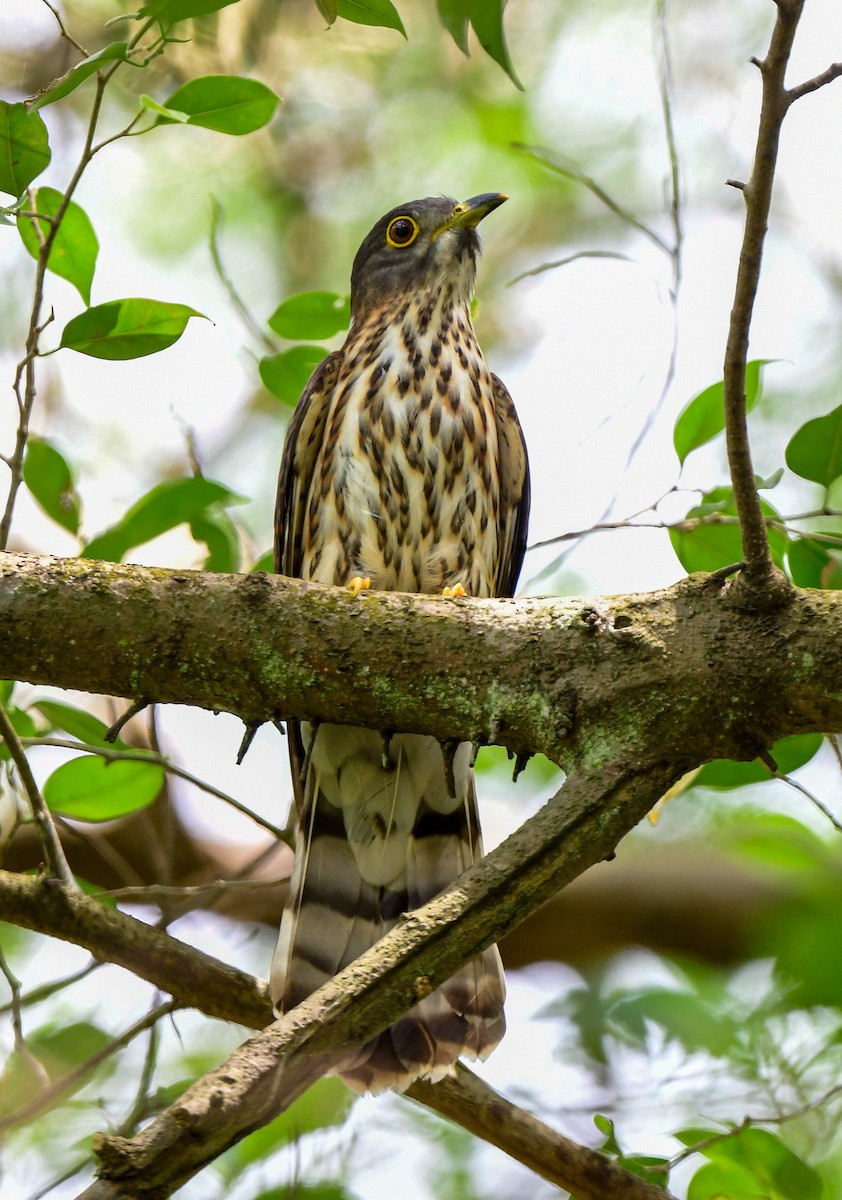 Hodgson's Hawk-Cuckoo - ML611653765