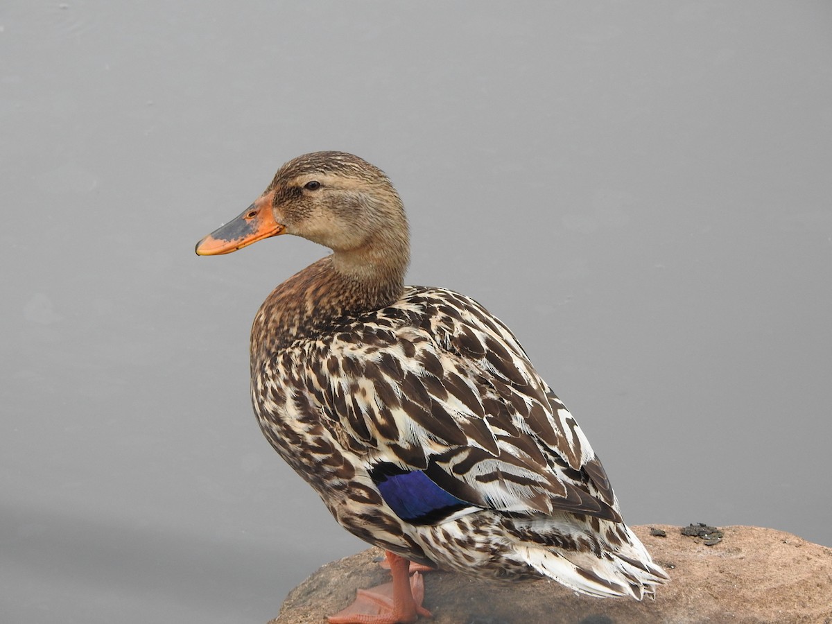 Hybride Canard colvert x C. à sourcils - ML611653798