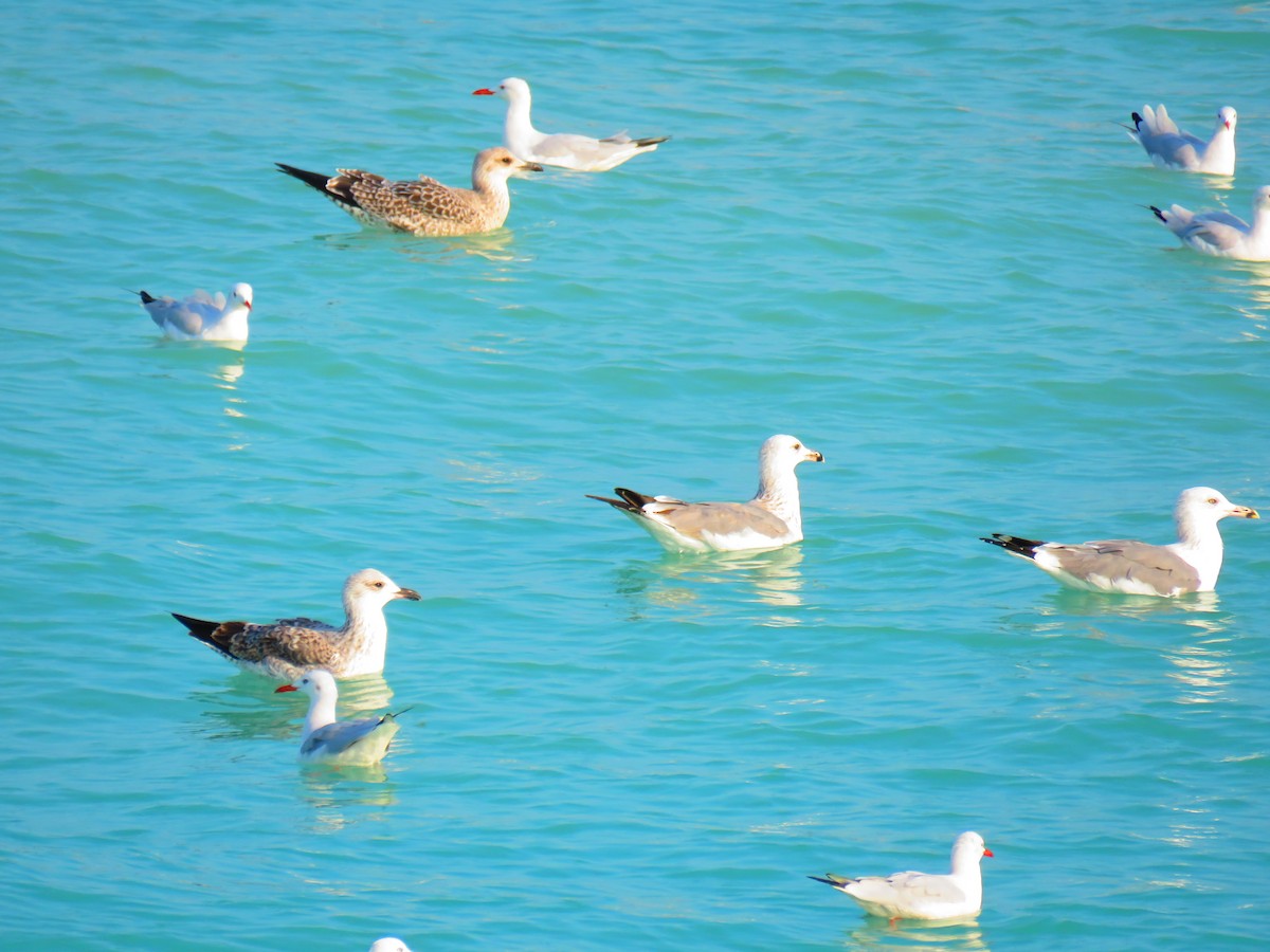 Lesser Black-backed Gull - ML611653825