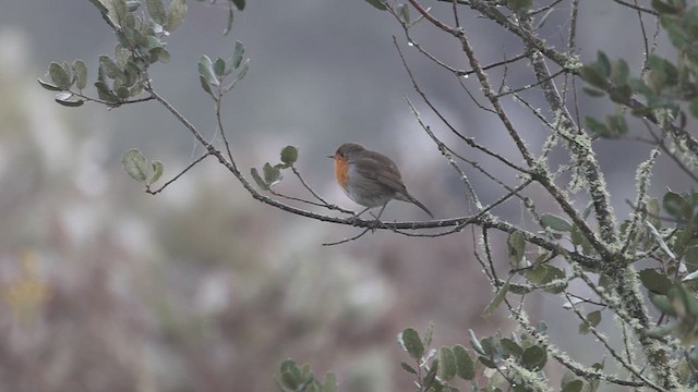 European Robin - ML611653847