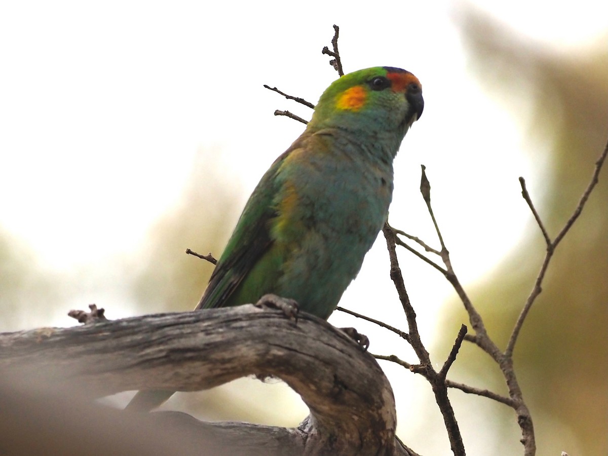 Purple-crowned Lorikeet - ML611653857