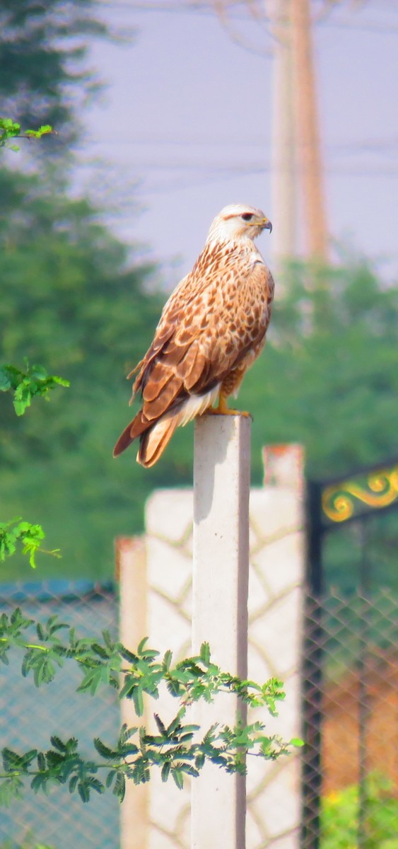 Long-legged Buzzard - ahmad mohammadi ravesh