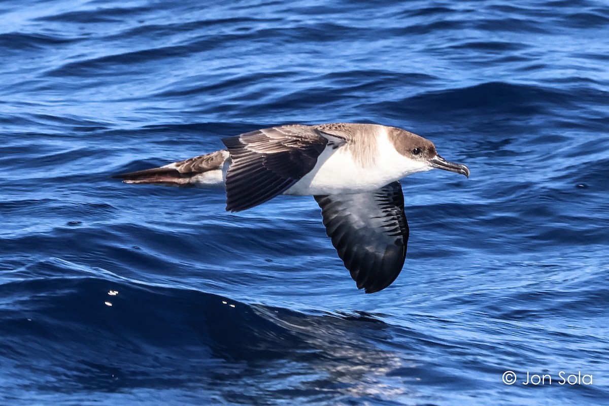 Great Shearwater - ML611653973