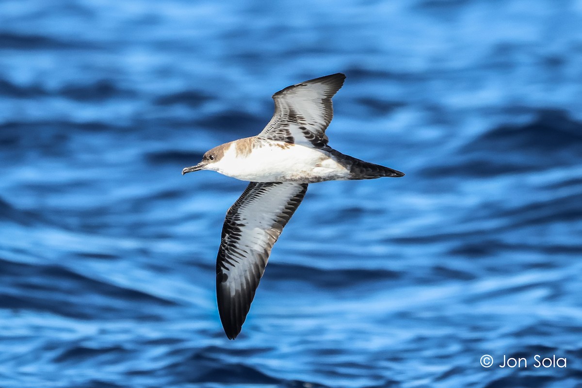 Great Shearwater - ML611653976