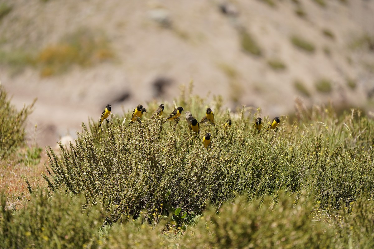 Yellow-rumped Siskin - ML611654093