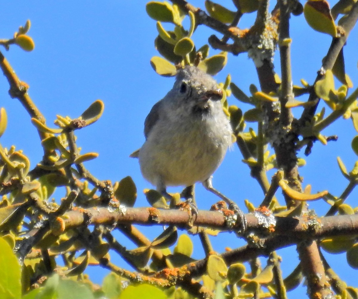 Oak Titmouse - ML61165411
