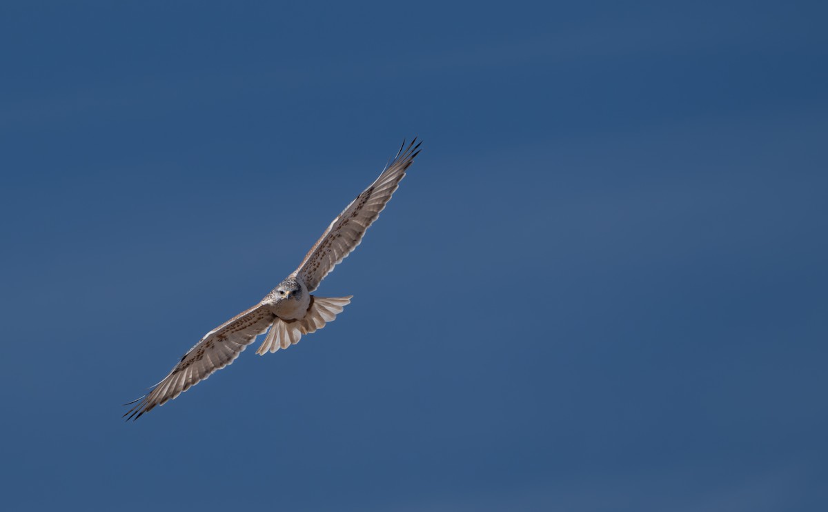 Ferruginous Hawk - Anonymous